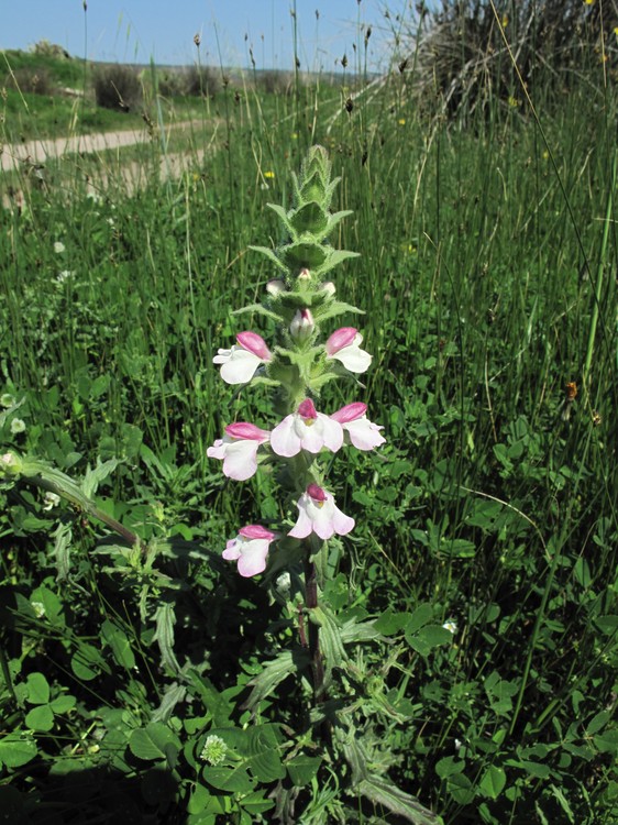 Bartsia trixago